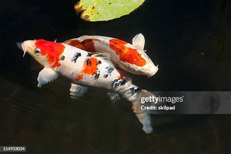 錦鯉魚圖案|6,491 錦鯉魚 Stock Photos, High